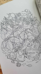 Brambly Hedge: Festive Coloring Book