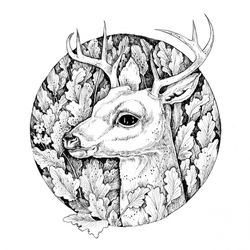 Circle of Nature - Karolina Kubikowska  - coloring book