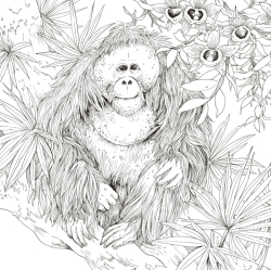 Faune fragile: Carnet de coloriage et tour du monde animal