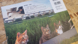 Masayuki Okis the Free-roaming Cats - JAPONSKO  